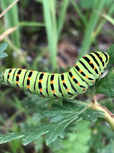 Papilio machaon - fecskefarkú lepke Papilio machaon - fecskefarkú lepke