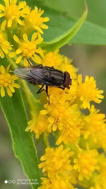 Stomorhina lunata - sáskaparazita légy