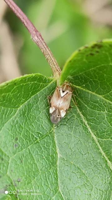 Lygus pratensis - változó mezeipoloska