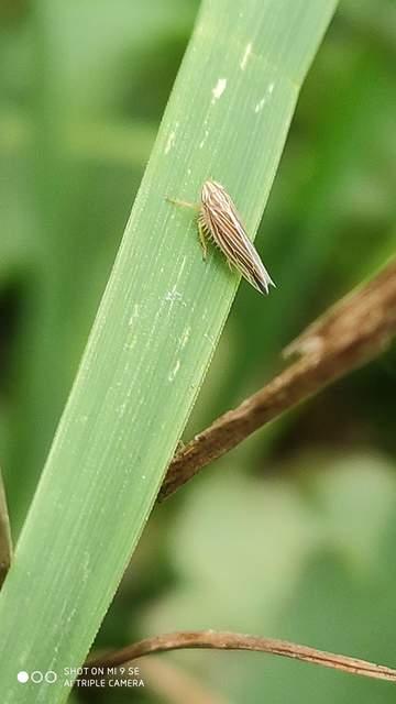 Mocydia crocea