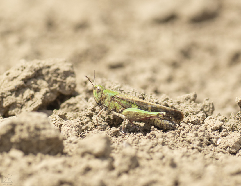 Aiolopus strepens - déli áttelelősáska