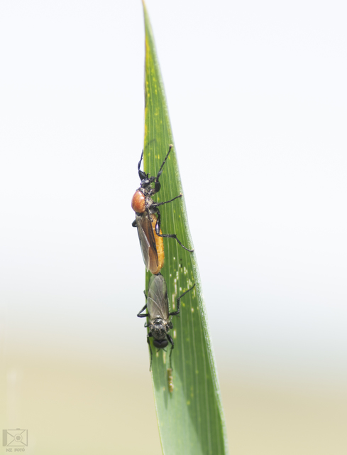 Bibio hortulanus - kerti bársonylégy