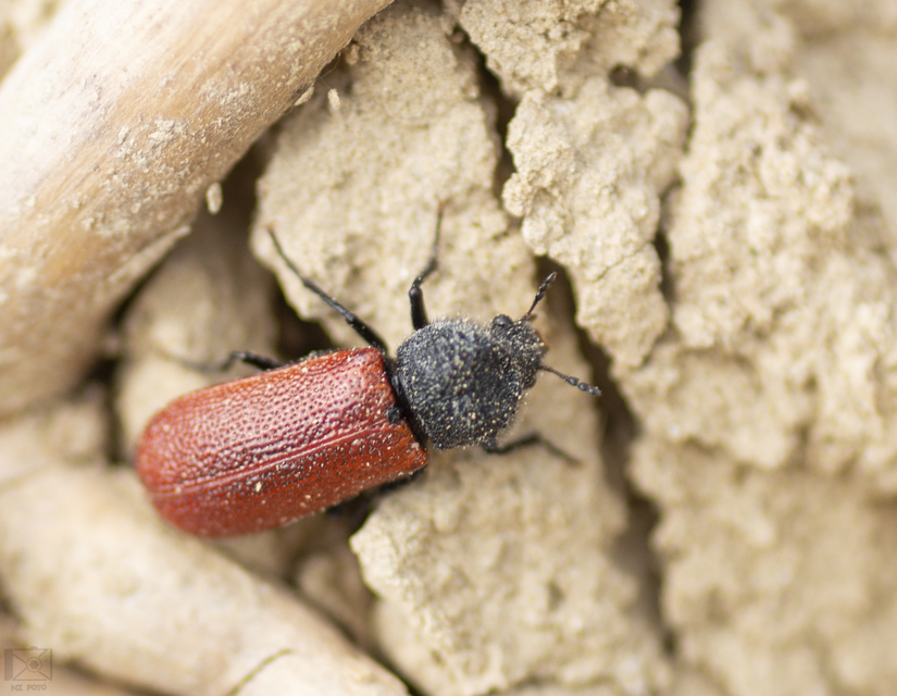 Bostrichus capucinus - piros csuklyásszú