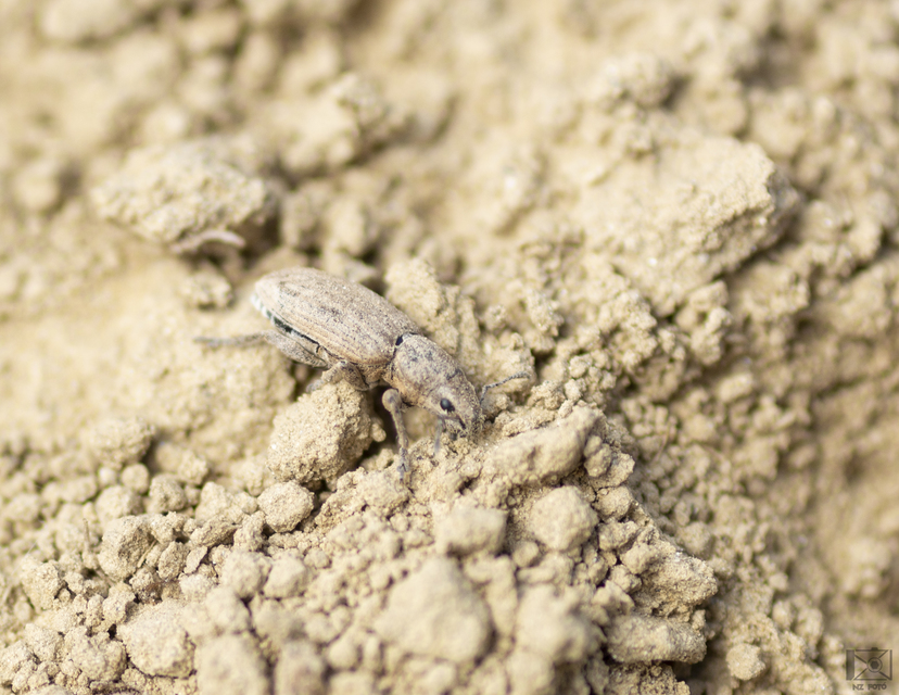 Tanymecus dilaticollis - kukorica-hegyesfarúbarkó