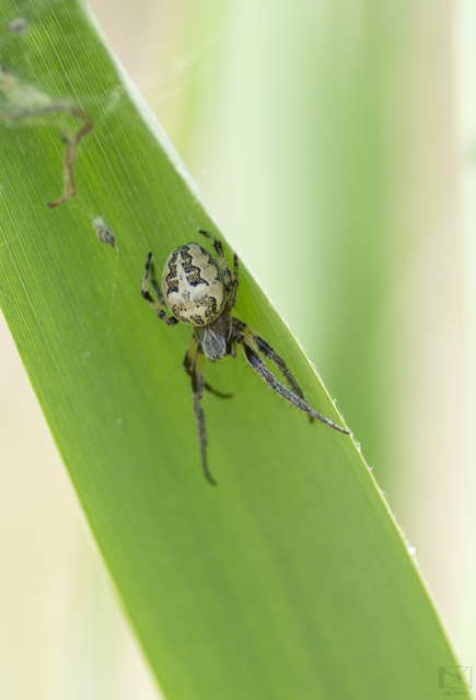 Larinioides cornutus - nádi keresztespók