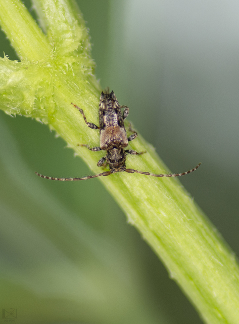 Pogonocherus hispidus - kéttövises ecsetcincér