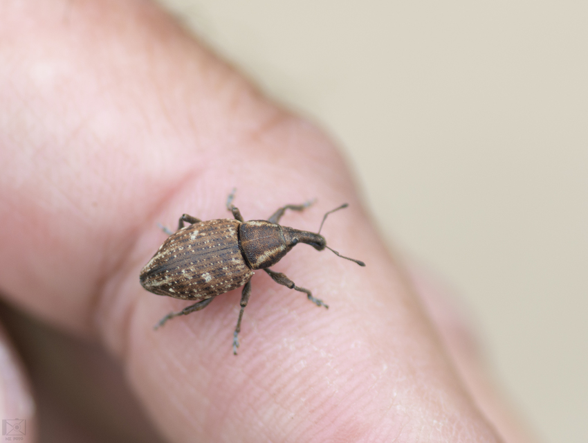 Lepyrus capucinus - pettyes fűzormányos
