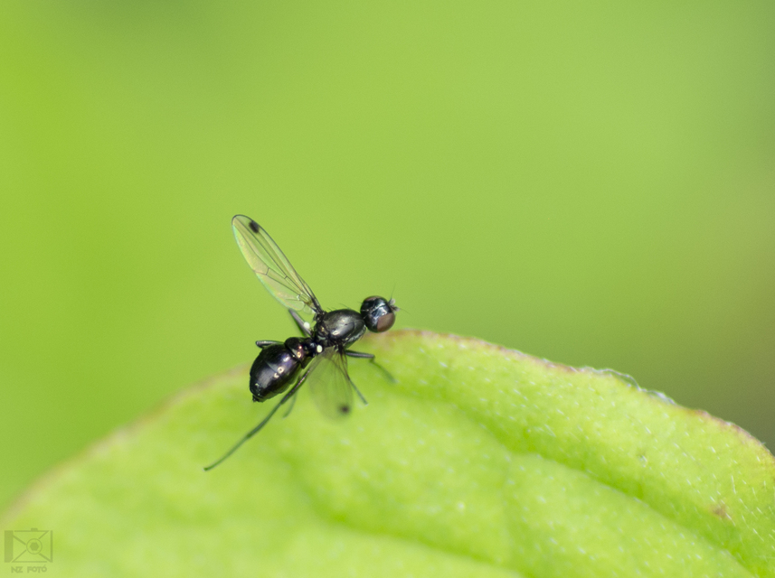 Sepsidae - billegetőlégyfélék