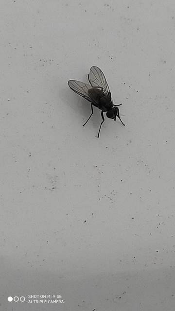 Anthomyiidae - viráglegyek