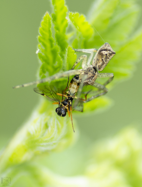 Tmarus