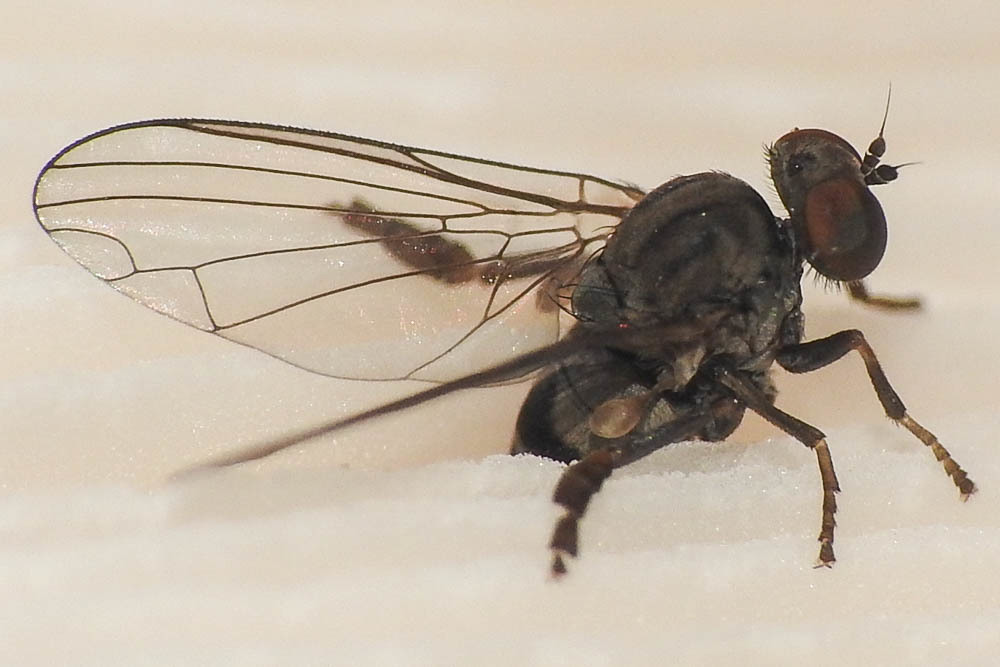 Kesselimyia chandleri