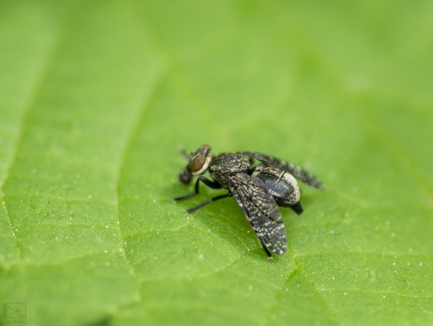 Platystoma