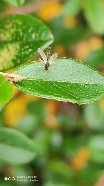 Chironomidae - árvaszúnyogok