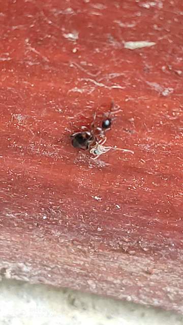 Anthelephila pedestris - hangyaszerű fürgebogár