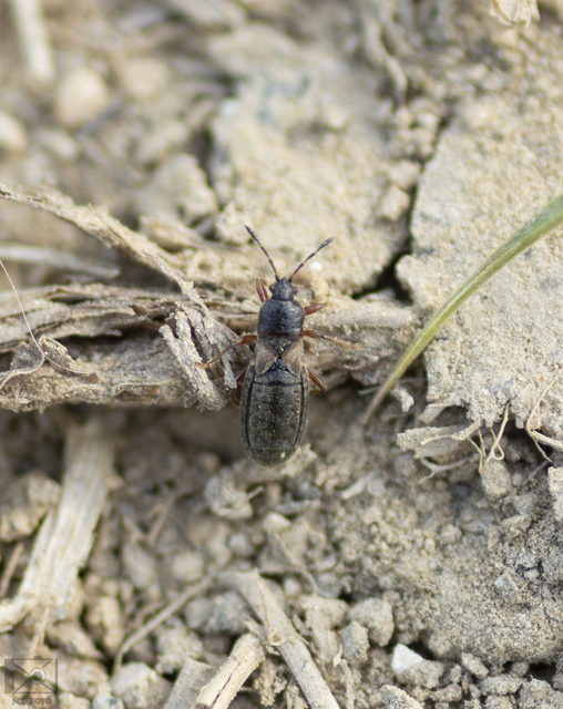 Dimorphopterus blissoides - keleti karcsúbodobács