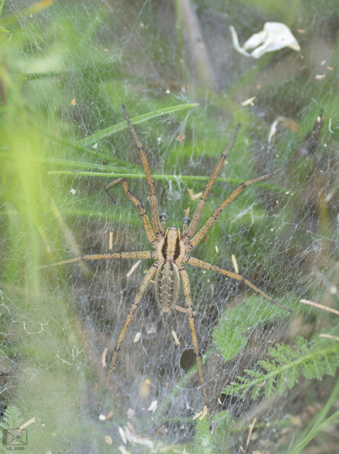 Agelena labyrinthica - illó tölcsérpók