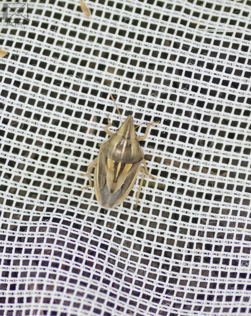 Aelia rostrata - csőrös szipolypoloska Aelia rostrata - csőrös szipolypoloska