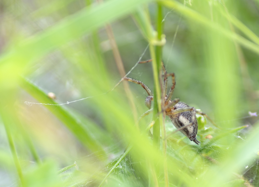 Agelena labyrinthica - illó tölcsérpók