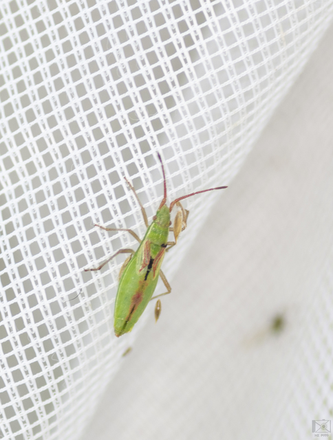 Myrmus miriformis - kurtaszárnyú karimáspoloska