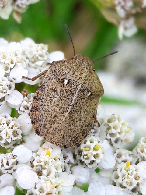 Eurygaster