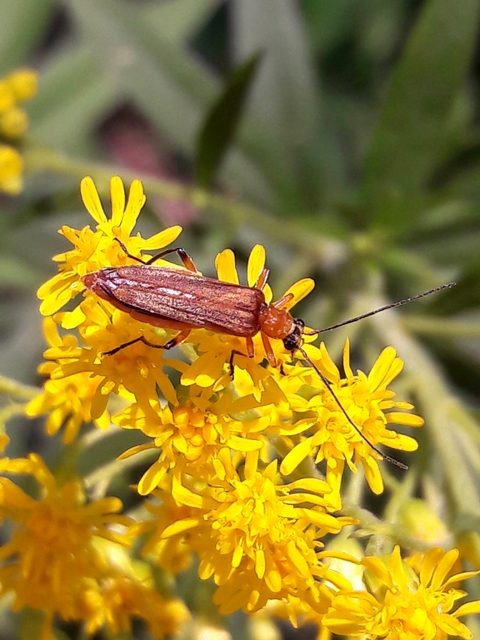 Oedemera podagrariae - székfű-álcincér