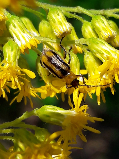 Diabrotica virgifera - amerikai kukoricabogár