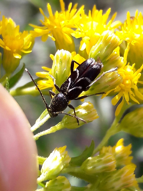 Chlorophorus sartor - feketevállú darázscincér