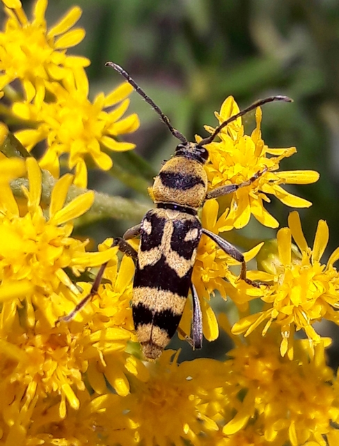 Chlorophorus varius - díszes darázscincér