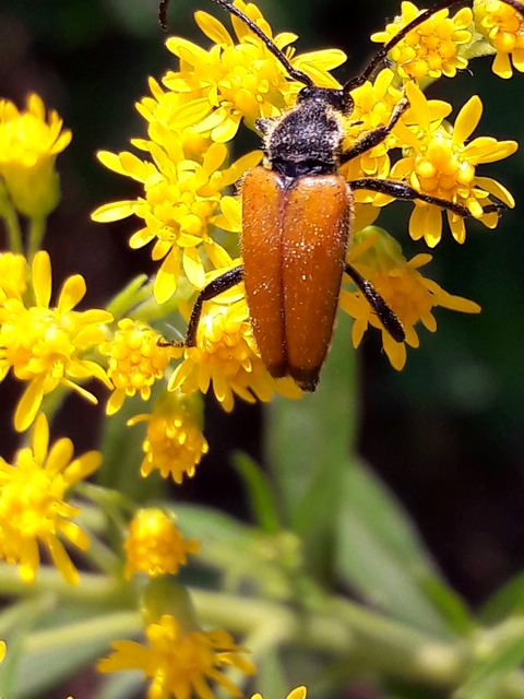 Stictoleptura fulva - vörhenyes virágcincér