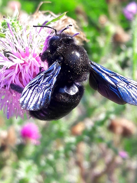 Xylocopa Xylocopa