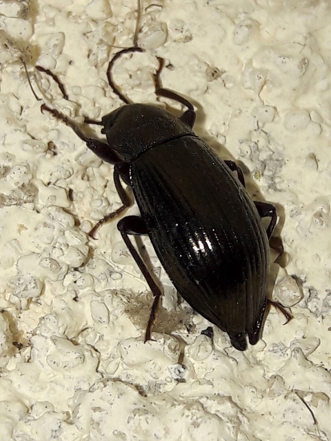 Stenomax aeneus - bronzos gyászbogár