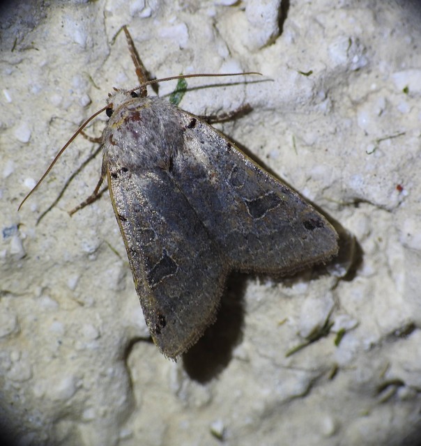 Anchoscelis litura - tarka őszibagoly