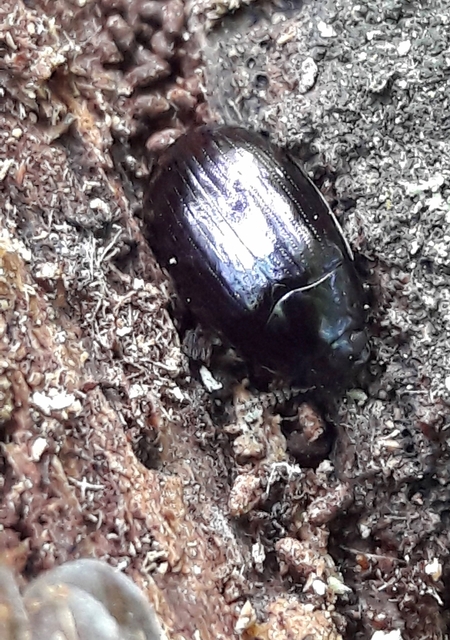 Platydema violaceum - fémkék taplóbogár