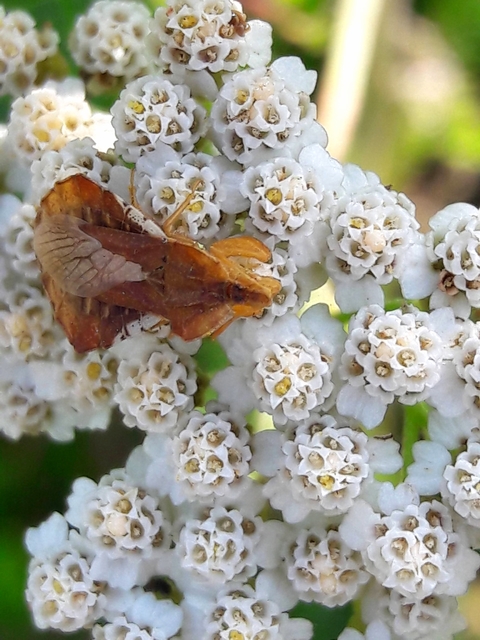 Phymata crassipes - fogólábú poloska