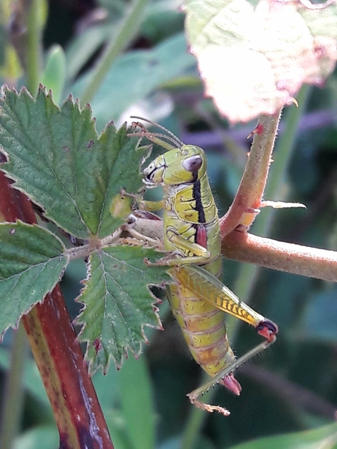 Odontopodisma decipiens - déli hegyisáska