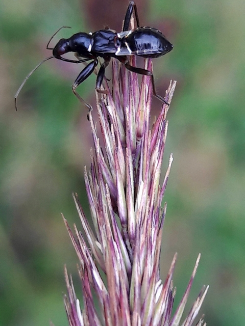 Himacerus mirmicoides - csalán-tolvajpoloska