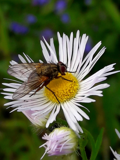 Phaonia angelicae