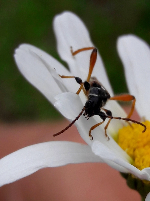 Stenopterus rufus - tarkacsápú keskenyfedőscincér