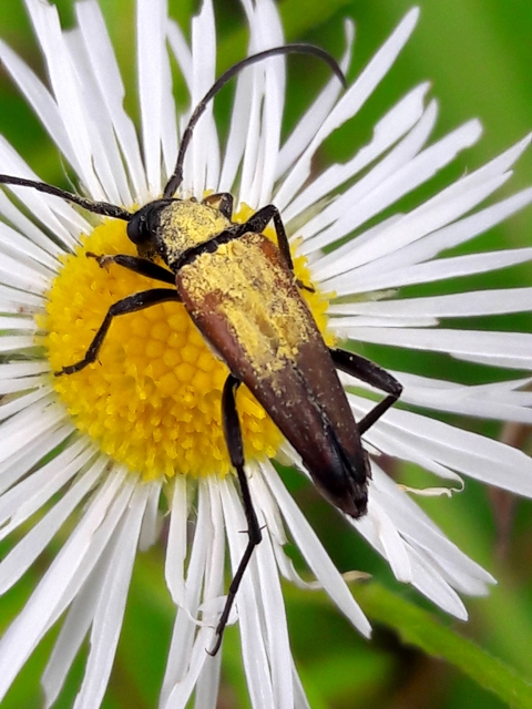 Stenurella melanura - feketevégű karcsúcincér