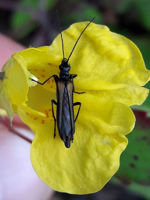 Oedemera pthysica - feketeszegélyű álcincér Oedemera pthysica - feketeszegélyű álcincér