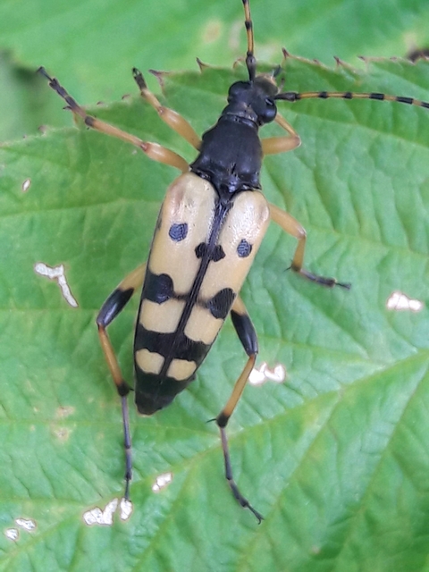 Rutpela maculata - tarkacsápú karcsúcincér