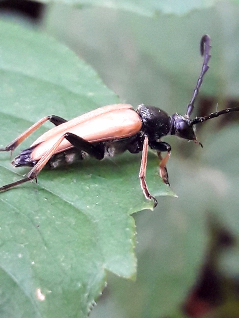 Stictoleptura rubra - vörös virágcincér