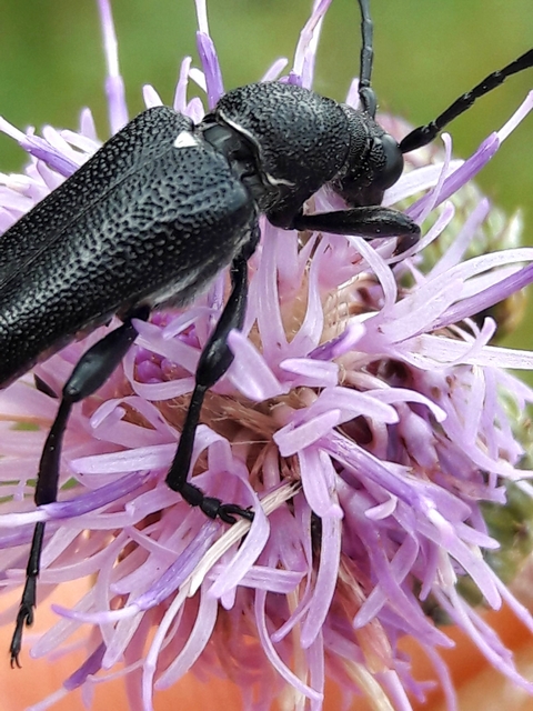 Stictoleptura scutellata - hegyi virágcincér
