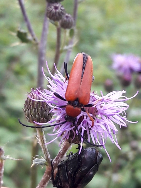 Stictoleptura rubra - vörös virágcincér