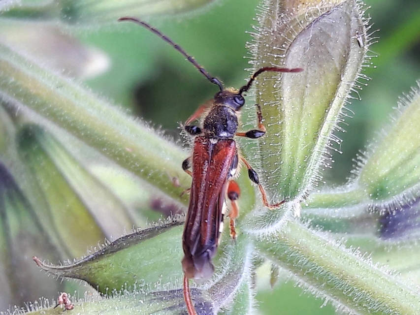 Stenopterus rufus - tarkacsápú keskenyfedőscincér