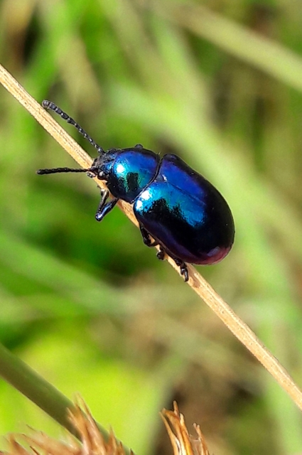 Chrysochus asclepiadeus - tündöklő méreggyiloklevelész