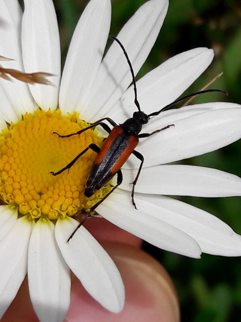 Stenurella melanura - feketevégű karcsúcincér
