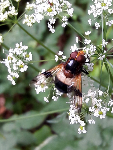 Volucella pellucens - üvegpotrohú pihelégy