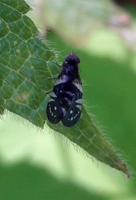 Tephritidae - fúrólégyfélék