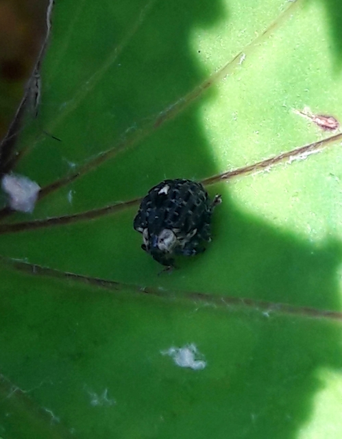 Cionus tuberculosus - sávosnyakú gömbormányos